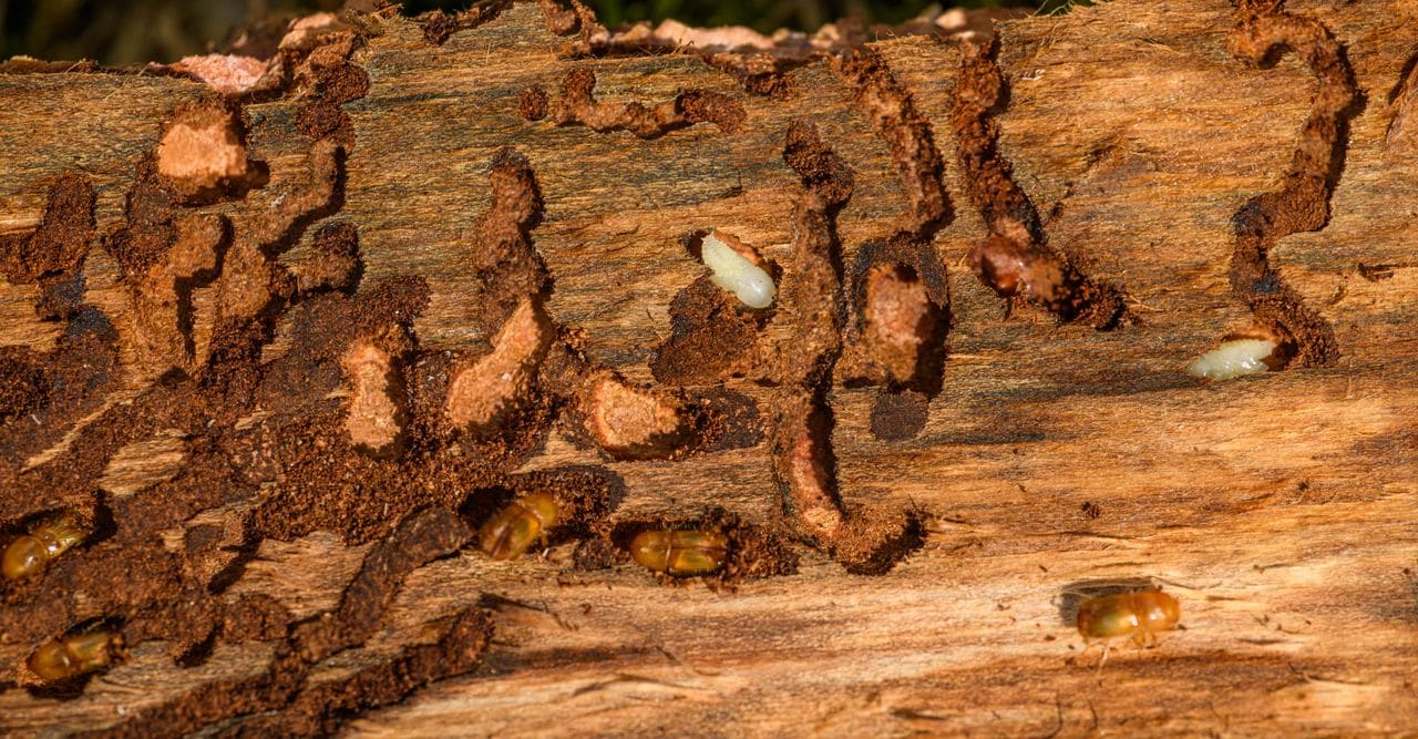 Close-up of a wooden beam tunneled and damaged by a termite colony
